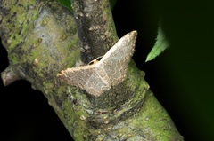 Idaea costiguttata