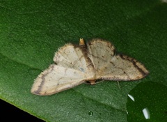 Idaea impexa