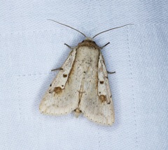 Leucania yu