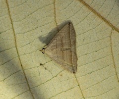 Lysimelia neleusalis