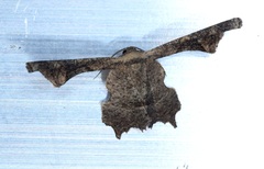 Monobolodes prunaria