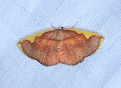 Nothomiza flavicosta