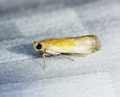 Piesmopoda semilutea