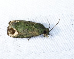 Sorolopha phyllochlora