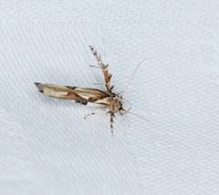 Stathmopoda stimulata