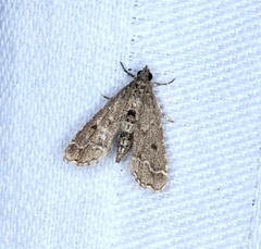 Sufetula