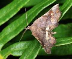 Throana pectinifer