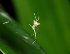 Thwaitesia margaritifera