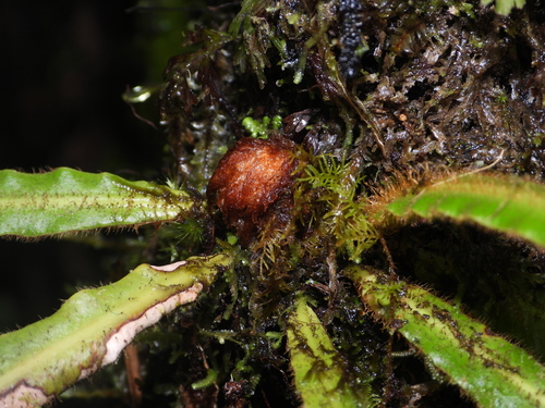 Elaphoglossum apodum, 2026-04-12