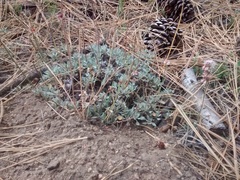 Eriogonum wrightii oresbium