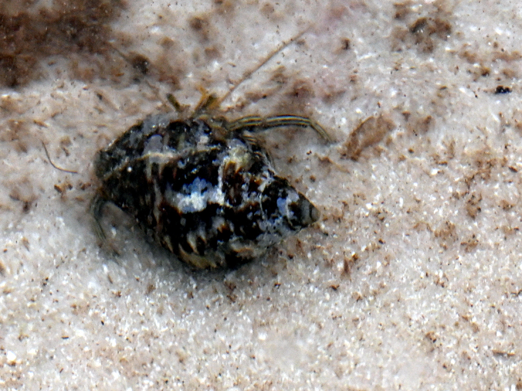 Thinstripe Hermit Crab from Islandia, FL, USA on April 24, 2026 at 10: ...