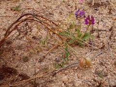 Astragalus gruinus