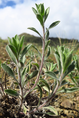 Heterotheca hispida observed 2026-04-24