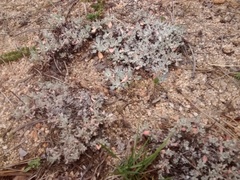 Eriogonum wrightii oresbium
