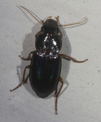 Selenophorus opalinus