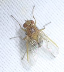 Ormia ochracea