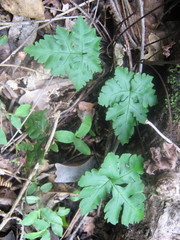 Doryopteris concolor