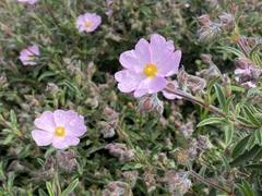 Cistus × skanbergii