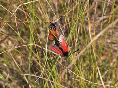 Zygaena erythrus