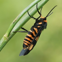 Amata trigonophora