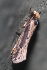 Image of Tinea apicimaculella