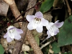 Staurogyne concinnula