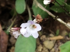 Staurogyne concinnula