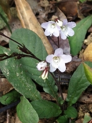 Staurogyne concinnula