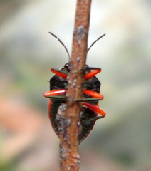 Lampromicra aerea
