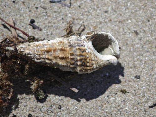 Thericium vulgatum