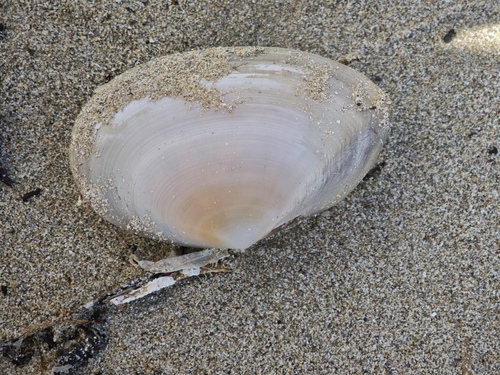 Peronaea planata