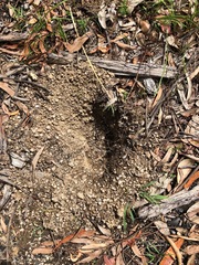 Tachyglossus aculeatus