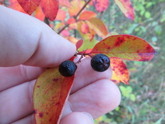 Cotoneaster lucidus