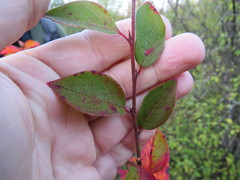 Cotoneaster lucidus