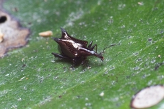 Scolopterus penicillatus