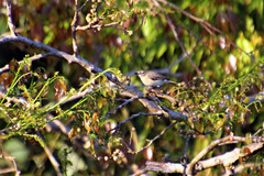Gerygone magnirostris