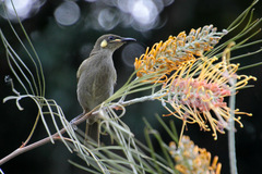Meliphaga notata