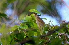 Microptilotis gracilis