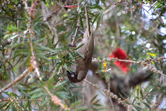 Bolemoreus frenatus