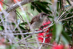 Ramsayornis modestus