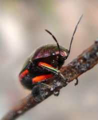 Lampromicra aerea