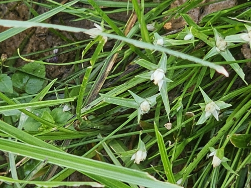Rhynchospora pubera, 2026-04-25