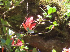 Macleania insignis
