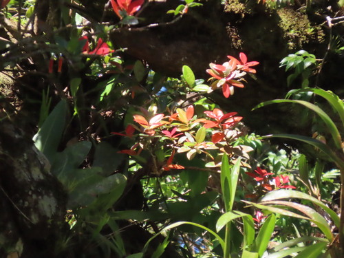 Macleania insignis, photograph 1