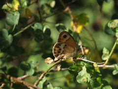 Coenonympha dorus