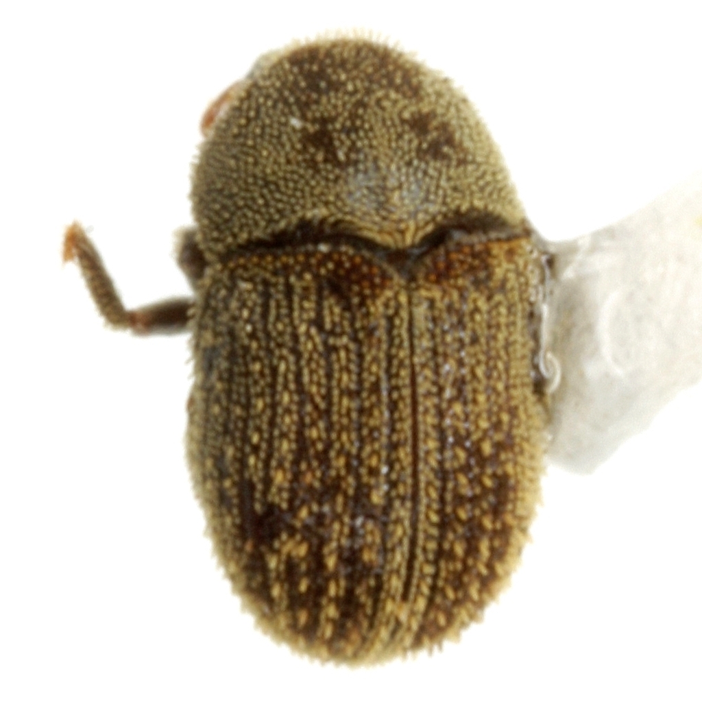 Chramesus mimosae