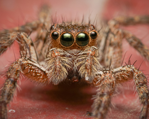Pantropical Jumping Spider