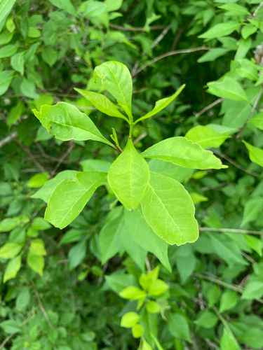 Forestiera acuminata, photograph 6