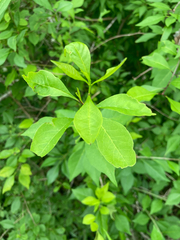Forestiera acuminata, photograph (c) Kelsey Low, some rights reserved (CC BY)