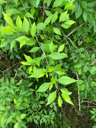 Forestiera acuminata, photograph 5